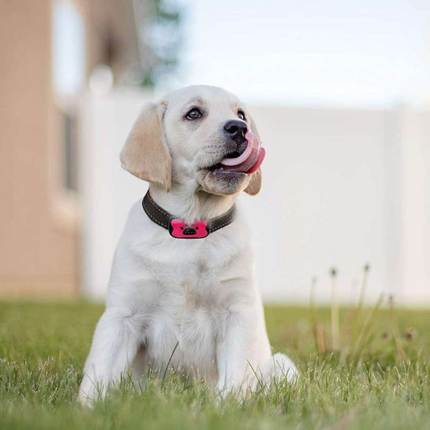 Anti-Bark Collar - Sp-rona.co.uk